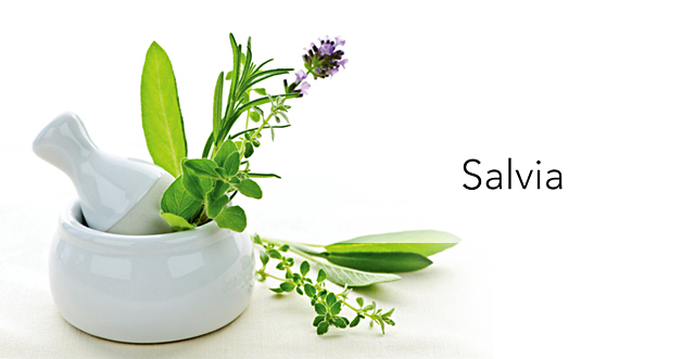 Plantas medicinales: Salvia