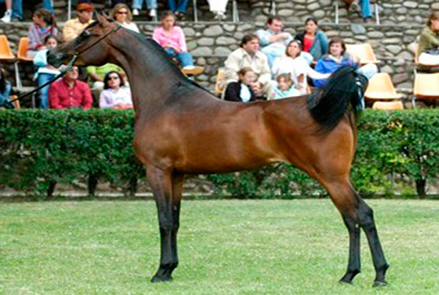 Haras La Laguna: caballos árabes para exposición